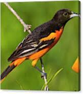 Image result for Icterus galbula