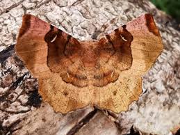 Attēlu rezultāti vaicājumam “Selenia tetralunaria”