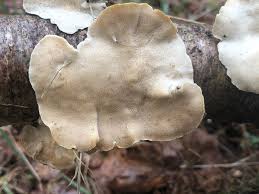 Attēlu rezultāti vaicājumam “Trichia crateriformis stalked”