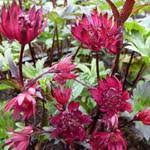 Image result for Astrantia majon `Abbey Road`