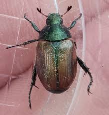 Attēlu rezultāti vaicājumam “Anomala dubia”