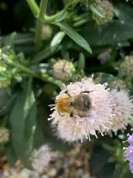Attēlu rezultāti vaicājumam “Succisa pratensis flower”