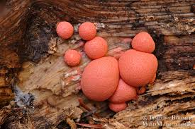 Attēlu rezultāti vaicājumam “Lycogala exiguum aggr. macro”