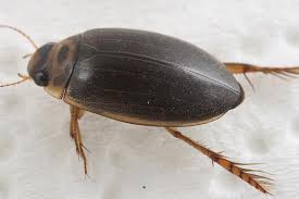 Attēlu rezultāti vaicājumam “Rhantus frontalis”