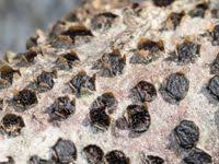 Attēlu rezultāti vaicājumam “Diatrype disciformis”