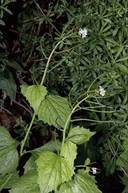 Attēlu rezultāti vaicājumam “Alliaria petiolata”