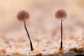 Attēlu rezultāti vaicājumam “Collaria arcyrionema spores”