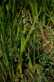 Attēlu rezultāti vaicājumam “Sparganium neglectum”