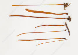 Attēlu rezultāti vaicājumam “Macrotyphula fistulosa”