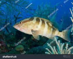 Image result for Epinephelus striatus