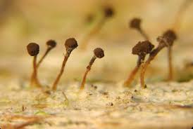 Attēlu rezultāti vaicājumam “Chaenotheca trichialis”