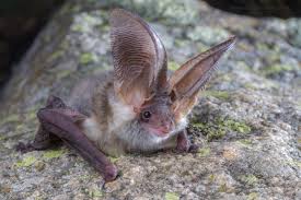 Attēlu rezultāti vaicājumam “Plecotus auritus”