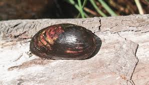 Attēlu rezultāti vaicājumam “Hamatocaulis lapponicus”