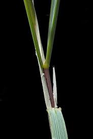 Attēlu rezultāti vaicājumam “Carex arenaria  fruit”