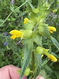 Attēlu rezultāti vaicājumam “Rhinanthus serotinus”