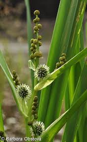 Attēlu rezultāti vaicājumam “Sparganium erectum aggr.”