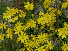 Attēlu rezultāti vaicājumam “Senecio vernalis”