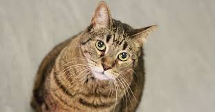 Image result for cat found