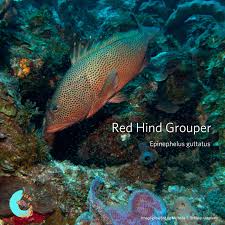 Image result for Epinephelus guttatus