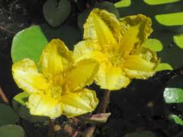 Image result for Seekanne