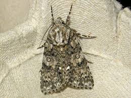 Attēlu rezultāti vaicājumam “Acronicta rumicis”