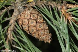 Attēlu rezultāti vaicājumam “Pinus sylvestris var. borussica”