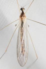 Attēlu rezultāti vaicājumam “Limoniidae”