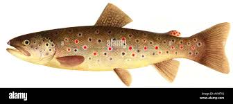 Image result for Salmo trutta trutta