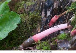 Attēlu rezultāti vaicājumam “Mutinus ravenelii”