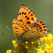 Attēlu rezultāti vaicājumam “Lycaena alciphron underside”