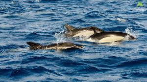 Image result for Delphinus delphis