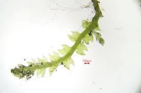 Attēlu rezultāti vaicājumam “Cephalozia loitlesbergeri”