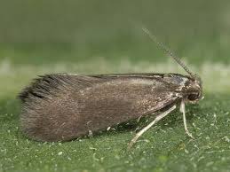 Attēlu rezultāti vaicājumam “Semioscopis avellanella imago”