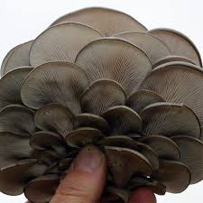 Attēlu rezultāti vaicājumam “Pleurotus ostreatus”