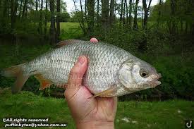 Image result for Rutilus rutilus