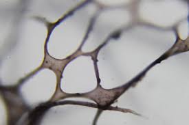 Attēlu rezultāti vaicājumam “Colloderma robustum macro”