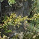 Attēlu rezultāti vaicājumam “Silene otites fruit”