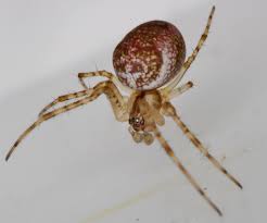 Attēlu rezultāti vaicājumam “Metellina merianae”