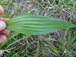 Attēlu rezultāti vaicājumam “Plantago lanceolata leaf”