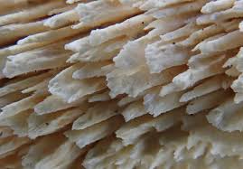 Attēlu rezultāti vaicājumam “Schizopora paradoxa”