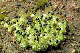 Attēlu rezultāti vaicājumam “Fossombronia wondraczekii sporophyte”