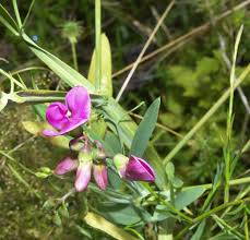 Attēlu rezultāti vaicājumam “Lathyrus latifolius flower”