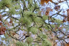 Attēlu rezultāti vaicājumam “Evernia prunastri”