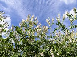 Attēlu rezultāti vaicājumam “Galega orientalis bud”