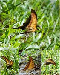 Attēlu rezultāti vaicājumam “Decticus verrucivorus nymph”