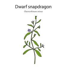 Attēlu rezultāti vaicājumam “Microrrhinum minus”