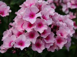 Image result for Phlox paniculata `Bright Eyes`