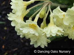 Attēlu rezultāti vaicājumam “Primula x polyantha flower”