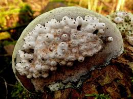 Attēlu rezultāti vaicājumam “Agathomyia wankowiczii”