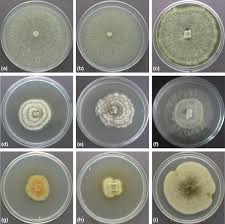 Attēlu rezultāti vaicājumam “Ophiostoma polyporicola”